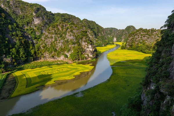 Żółty Ryż Pole Nad Rzeką Tam Coc Bich Dong Ngo — Zdjęcie stockowe