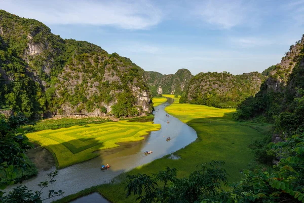 Campo Riso Giallo Sul Fiume Ngo Dong Tam Coc Bich — Foto Stock