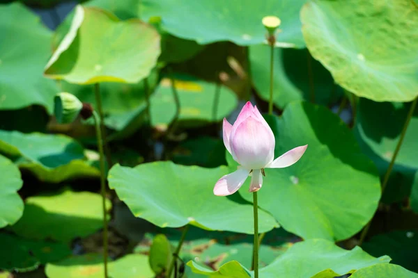 Розовый Лотос Цветет Солнце Нин Бинь Вьетнам — стоковое фото