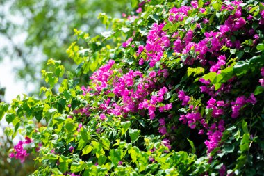 Renkli begonvillerin çeşitliliği Panama 'daki Casco Viejo sokaklarını süslüyor.