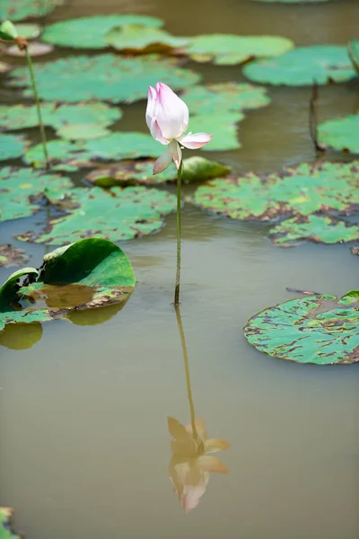 Różowy Lotos Kwitnący Słońcu Ninh Binh Wietnam — Zdjęcie stockowe