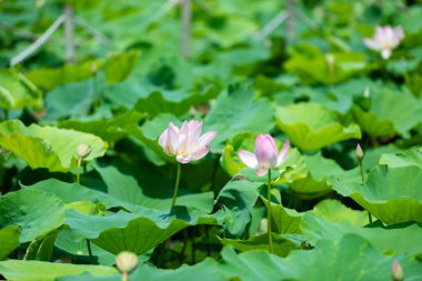 Ninh Binh, Vietnam 'da gün ışığında açan pembe nilüfer çiçeği.
