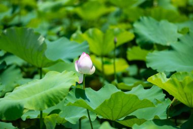 Ninh Binh, Vietnam 'da gün ışığında açan pembe nilüfer çiçeği.