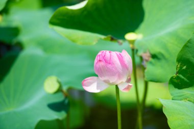 Ninh Binh, Vietnam 'da gün ışığında açan pembe nilüfer çiçeği.