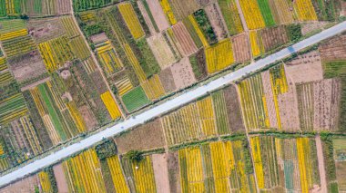 Chrysanthemum indicum field in Hung Yen Province, Vietnam from aerial view
