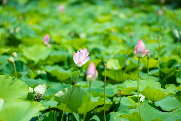 Ninh Binh, Vietnam 'da gün ışığında açan pembe nilüfer çiçeği.
