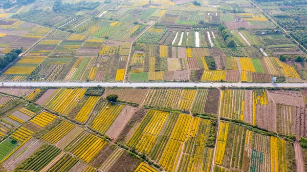 Chrysanthemum Indicum Field Hung Yen Province Vietnam Aerial View — Foto de Stock