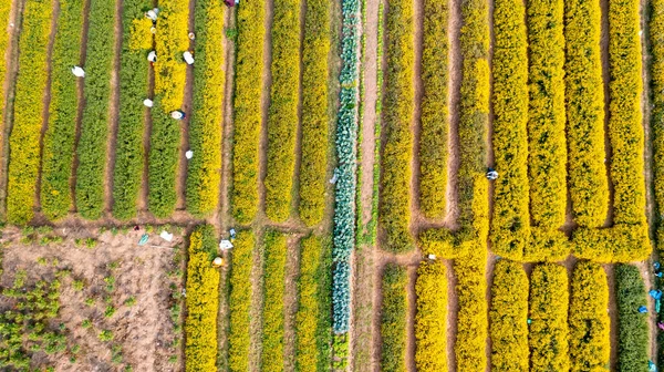 Chrysanthemum Indicum Field Hung Yen Province Vietnam Aerial View — Zdjęcie stockowe