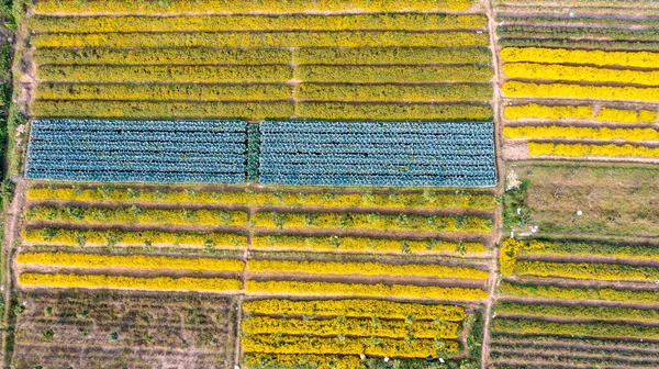Chrysanthemum Indicum Field Hung Yen Province Vietnam Aerial View — 스톡 사진