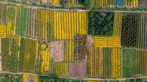 Chrysanthemum Indicum Field Hung Yen Province Vietnam Aerial View — Fotografie, imagine de stoc
