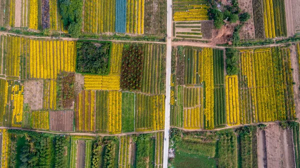 Chrysanthemum Indicum Field Hung Yen Province Vietnam Aerial View — Stockfoto
