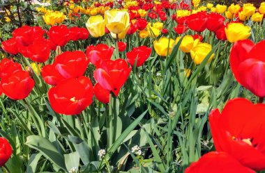 Yeşil çimenlerdeki lale yaprakları birçok ev ve parkın bahçelerini süslüyor.