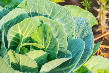 Bahçede doğal su damlaları olan tek bir lahana bitkisi var..