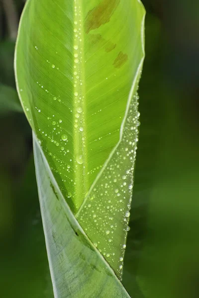 Banana Leaf Details Veins Parallel Siquence Arrangments Main Big Vein — Stock Photo, Image