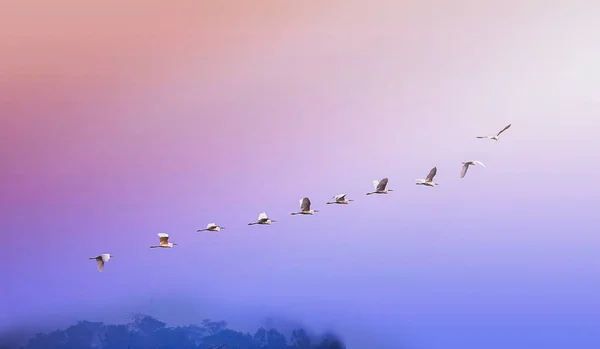 Fåglar Flyger Flockar Fritt Den Blå Himlen Grupp Tidigt Morgonen — Stockfoto