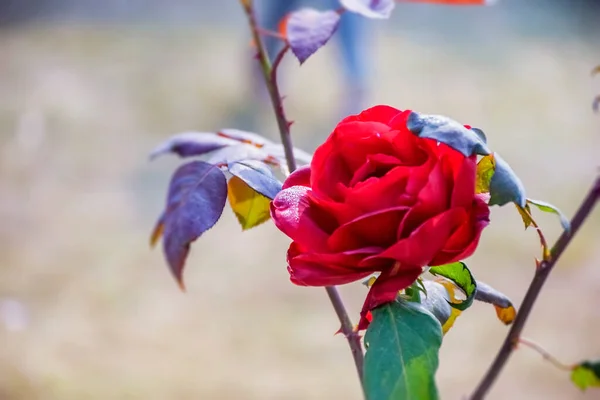 Ziergarten Geschmückt Mit Pflanzen Die Mit Den Blüten Der Rosenblüte — Stockfoto