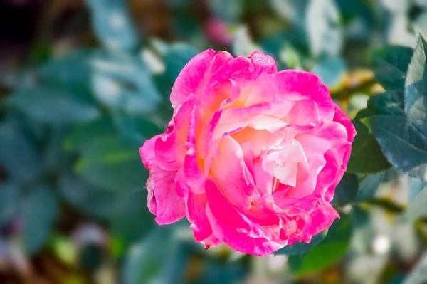 Jardín Ornamental Decorado Con Plantas Embellecidas Con Flores Flor Rosa —  Fotos de Stock