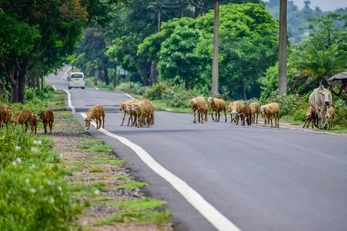 Yastık ya da katrandan geçen bir koyun sürüsü Lider 'in izinden giden bir sıra halinde yol yaptı. Hindistan. Asya. 2019.