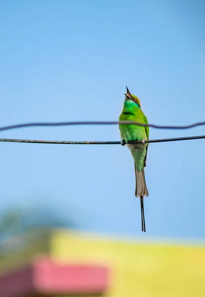 인도나 아시아의 잡이새는 대낮에 하늘을 배경으로 고립된 먹이를 먹는다 — 스톡 사진