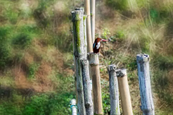 Witte Nekbruine Ijsvogel Zittend Bamboe Palen Door Struiken — Stockfoto