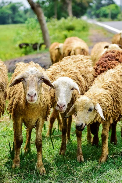 Moutons Agneaux Troupeau Une Ferme Animale Inconnue Contact Étroit Regardant — Photo