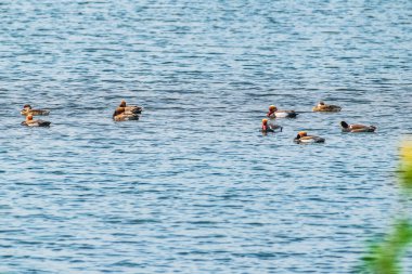 Göçmen kuş sürüsü suda eğleniyor. Asansol yakınlarındaki Barabani, Batı Bengal, Hindistan, Asya 18-02-2022.
