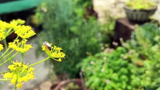 Bees Collecting Nector Honey Multiple Flowers One One Garden — Stockvideo