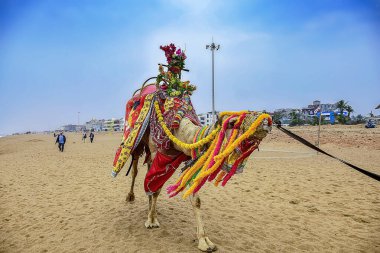 Bengal Körfezi, Puri, Odisha, Hindistan, Asya, Şubat 2020 'de sahil ve sahil gezilerinde ve turlarda görülen insanlar..