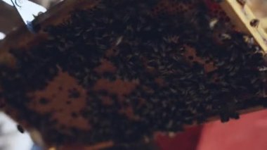 Arı yetiştiricisi arılarla dolu bir peteğin etrafında dolaştığını gösteriyor.