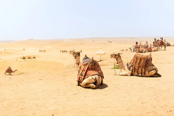 Velbloudi Připraveni Nést Turisty Poušti Vedle Pyramidy Gíze Egyptě — Stock fotografie