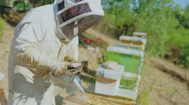 Arı kovanındaki arıcı arıları yatıştırmak için arı kovanında sigara içiyor.