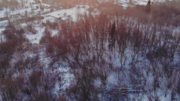 Inverno nevado floresta cena neve coberto abetos em neve pesada — Vídeo de Stock