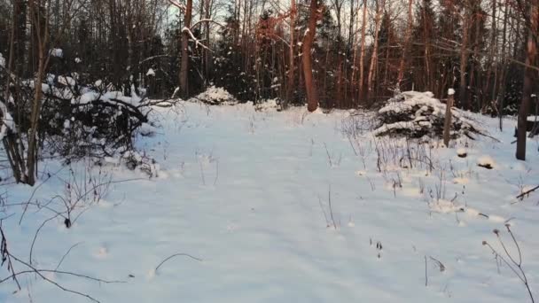 Paysage hivernal dans une neige couverte d'une forte chute de neige humide une épaisse couche de neige repose sur les branches des arbres — Video