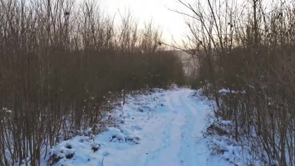 Mystérieux paysage panoramique hivernal fantastique avec forêt enneigée dans de fortes chutes de neige, vue aérienne — Video
