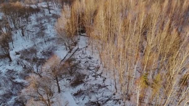 Havas téli erdő jelenet hó borított fenyő fák nehéz hóesés
