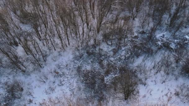 雪に覆われた冬の風景雪の厚い層は木の枝に横たわっています — ストック動画