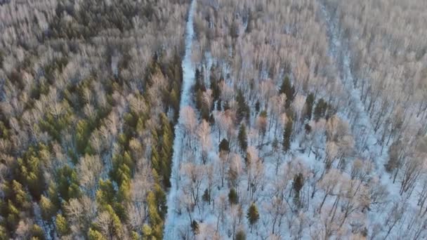 Flygfoto ovanifrån vinter panorama landskap med snöig skog i tung snö — Stockvideo