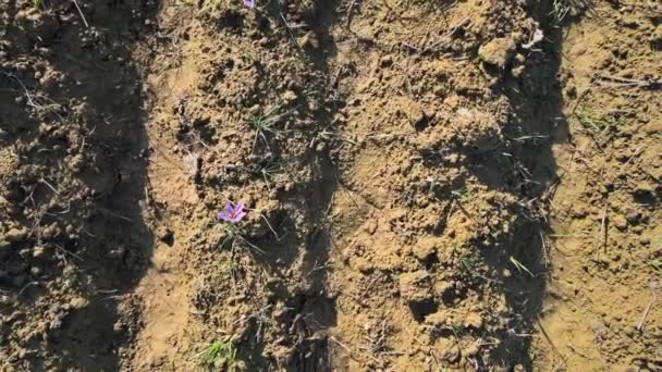 Цветки шафрана полевые цветочные фермы осенью — стоковое видео