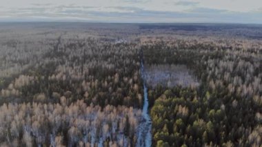 Yoğun bir kar yağışı sırasında çam ağacı ormanını kapladı