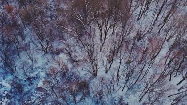 Snö täckt träd skog under en i tung snöfall — Stockvideo