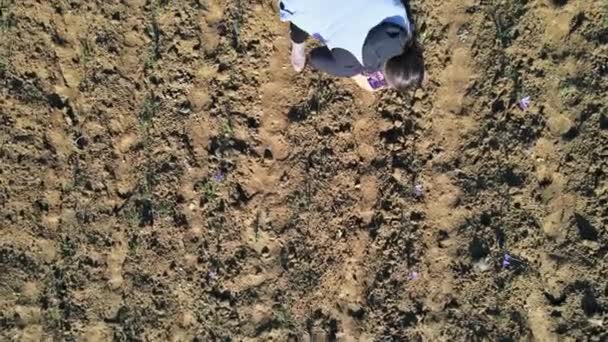 Werknemers oogsten in een saffraanveld in de herfst — Stockvideo