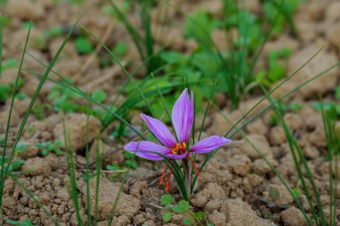 Hasat mevsiminde mor safranı kapat.