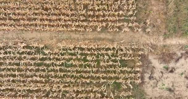 Vue aérienne de la belle vue panoramique nourrir maïs sécher le champ — Video