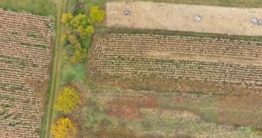 Kurumuş mısır tarlasının, mısır tarlasının, kırsal arazinin havadan görünüşü