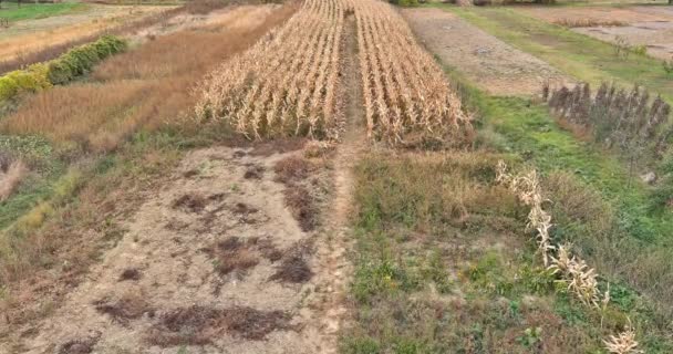 Аерофотозйомка красивого мальовничого вигляду подачі кукурудзи сушіння поля — стокове відео