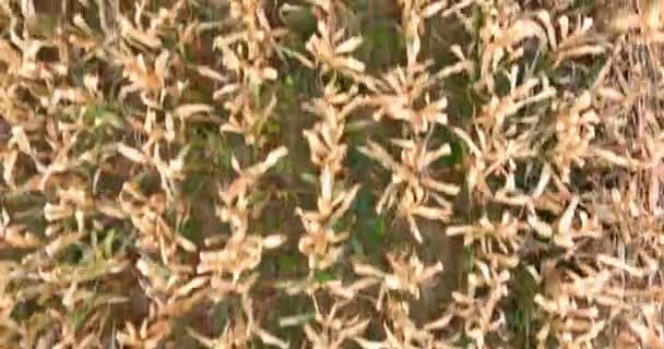 Letecký pohled na pole kukuřice kukuřice, venkovská krajina na kukuřičném poli — Stock video