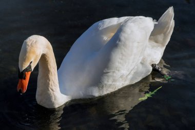 Havuzda yüzen zarif beyaz kuğu.