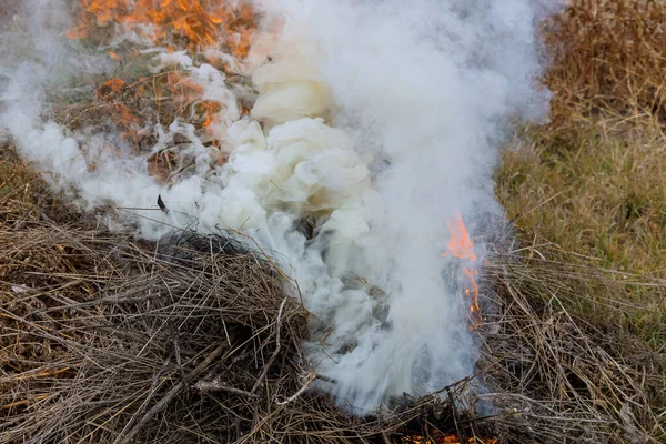 Büyük Duman Bulutlarıyla Yanan Kuru Çimlerde Çayır Yangını — Stok fotoğraf