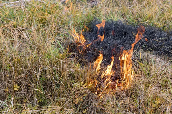 Doğa Tehlike Altında Çayır Arazisi Yanarken Vahşi Ateş Bir Tarladaki — Stok fotoğraf