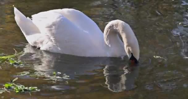 Όμορφος λευκός κύκνος στην επιφάνεια της λίμνης — Αρχείο Βίντεο